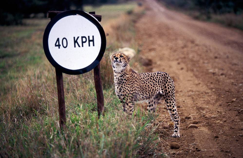Cheetah | grand theft wiki | fandom