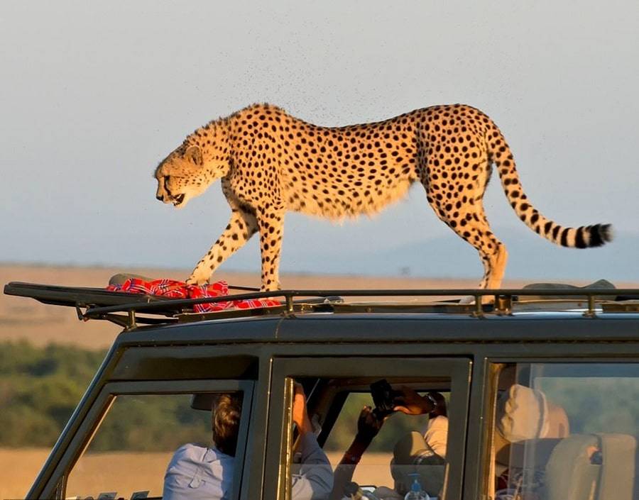 Обзор конверсии scaleworks 1/72 atlas cheetah c – африканский гепард